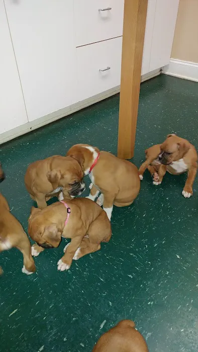 Pet Vet Clinic Picture 7