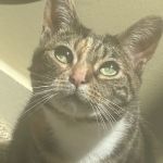 Bartow Animal Hospital