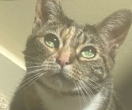 Bartow Animal Hospital