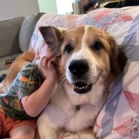 Cartersville Animal Hospital ico