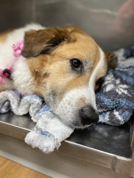 Cartersville Animal Hospital Picture 3