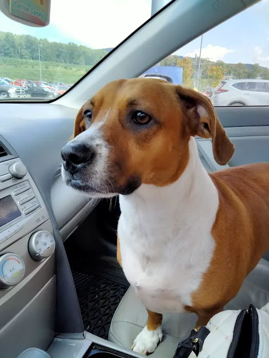 Cartersville Animal Hospital Picture 8