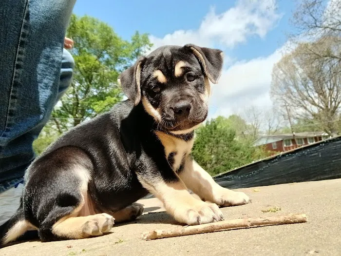 Cartersville Animal Hospital Picture 10