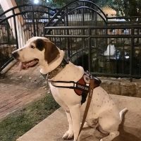 Sleeping Giant Veterinary ico