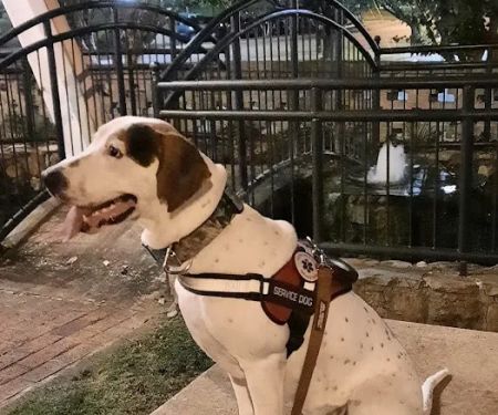 Sleeping Giant Veterinary