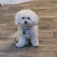 Logan Martin Vet Clinic ico