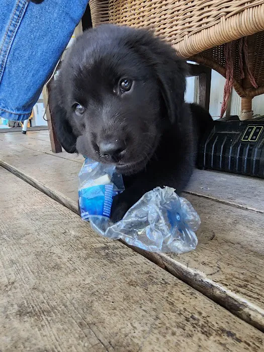 Logan Martin Vet Clinic Picture 6