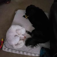Stewart Animal Clinic: Bonds Tara DVM ico