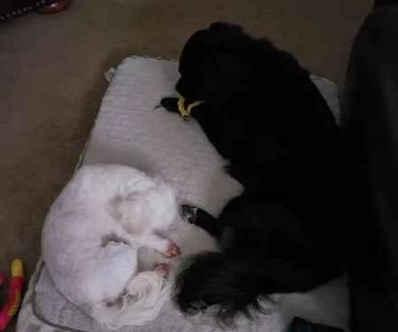 Stewart Animal Clinic: Bonds Tara DVM
