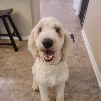 Stewart Animal Clinic ico