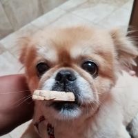Clay-Chalkville Animal Clinic ico