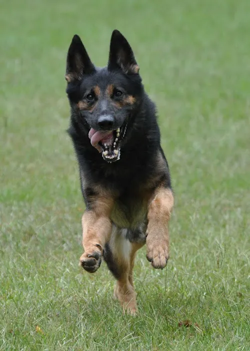 Deerfoot Animal Clinic Picture 1