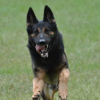 Deerfoot Animal Clinic ico