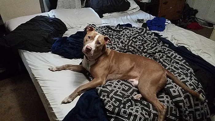 Pinson Animal Hospital Picture 8