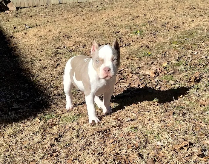 Little Cahaba Animal Hospital Picture 2