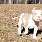 Little Cahaba Animal Hospital