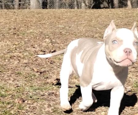 Little Cahaba Animal Hospital