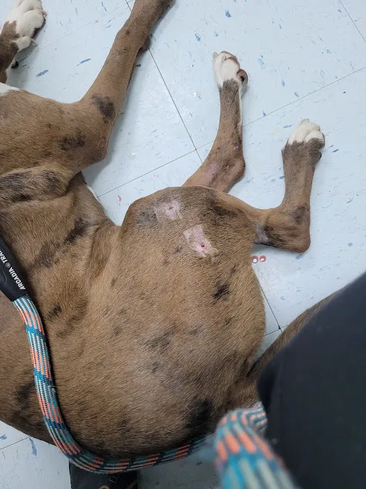 Little Cahaba Animal Hospital Picture 9