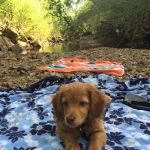 Grayson Valley Pet Clinic: Carl Grimmett DVM