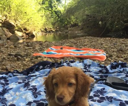 Grayson Valley Pet Clinic: Carl Grimmett DVM