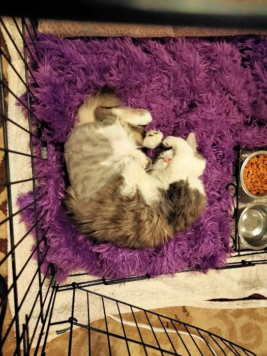 Grayson Valley Pet Clinic Picture 2