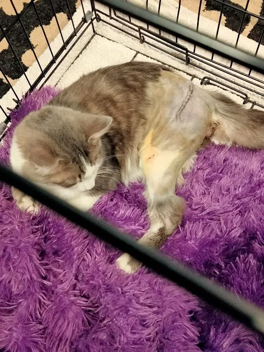 Grayson Valley Pet Clinic Picture 3