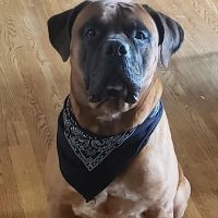 Banfield Pet Hospital ico