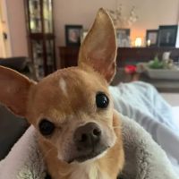 Branchville Animal Hospital ico