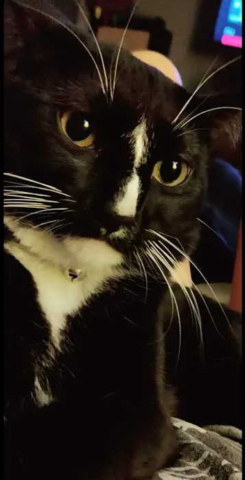 Emergency Pet Care Picture 1