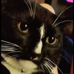 Emergency Pet Care