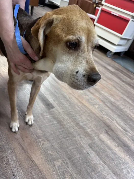Emergency Pet Care Picture 2
