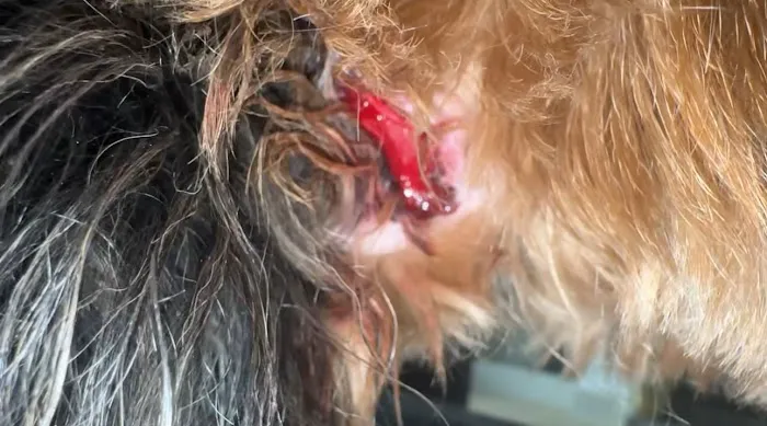Emergency Pet Care Picture 5