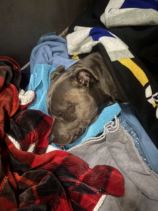 Emergency Pet Care Picture 3