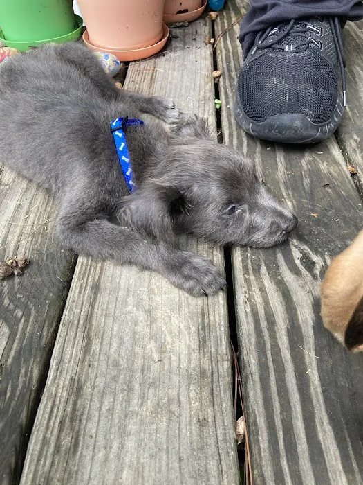 Emergency Pet Care Picture 10