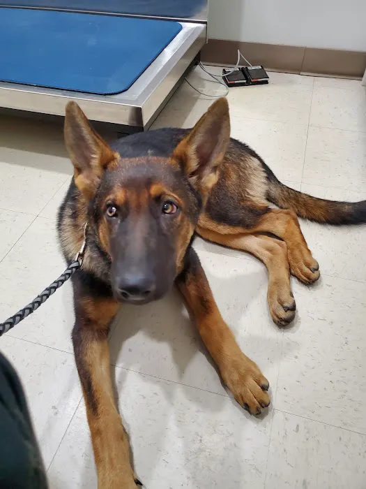 St. Clair Animal Care Picture 3