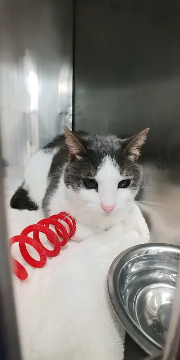 St. Clair Animal Care Picture 9