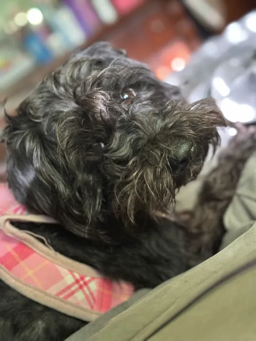 St. Clair Animal Care Picture 7