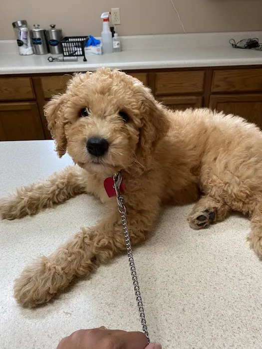 Eldora Veterinary Care Picture 2