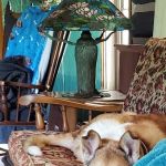 Eldora Veterinary Care