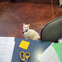 Independence Veterinary Clinic ico