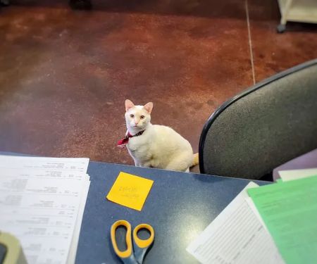 Independence Veterinary Clinic