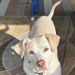 Premier Animal Wellness & Surgery of Independence (PAWS)