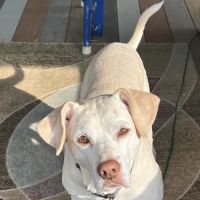 Premier Animal Wellness & Surgery of Independence (PAWS) ico