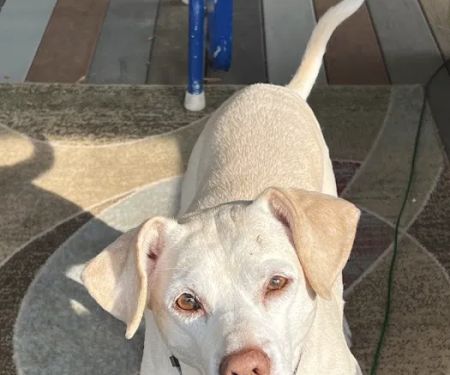 Premier Animal Wellness & Surgery of Independence (PAWS)