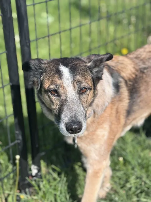 Premier Animal Wellness & Surgery of Independence (PAWS) Picture 4