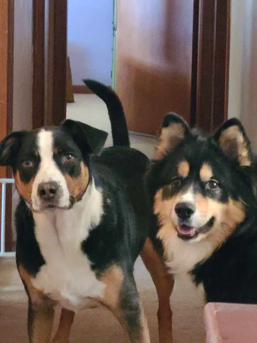 Premier Animal Wellness & Surgery of Independence (PAWS) Picture 8
