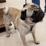 Hudson Veterinary Clinic