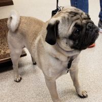 Hudson Veterinary Clinic ico