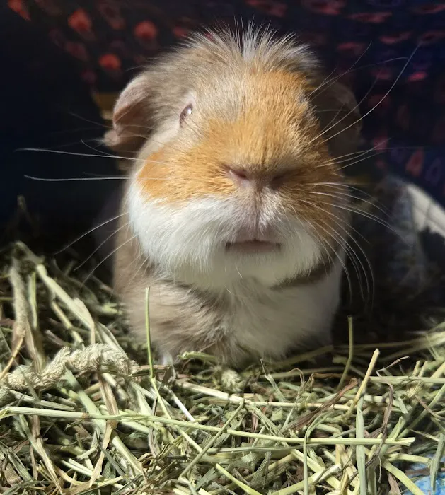 Animal Medical Center Picture 2