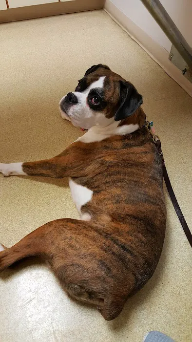 Animal Medical Center Picture 1
